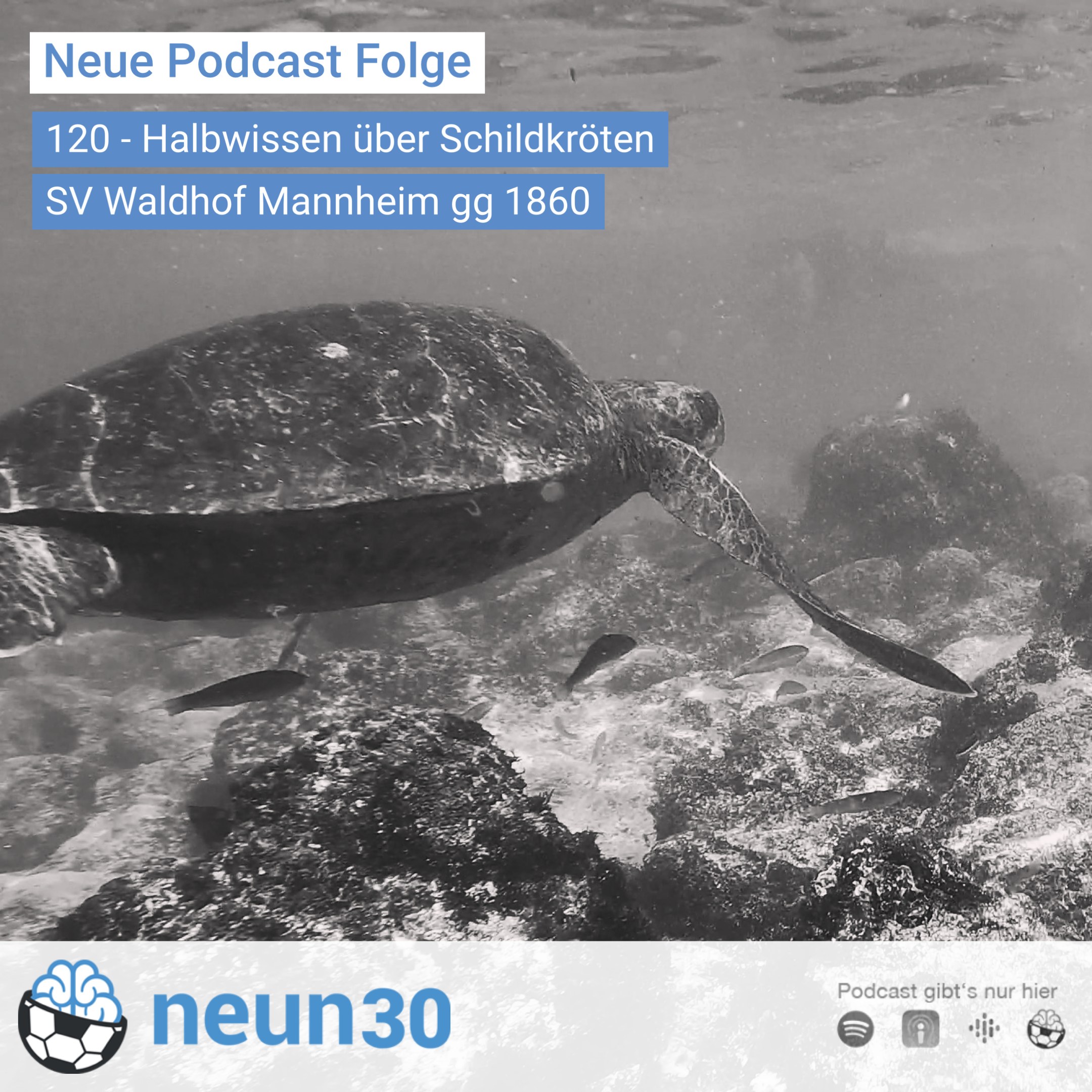 Halbwissen über Schildkröten