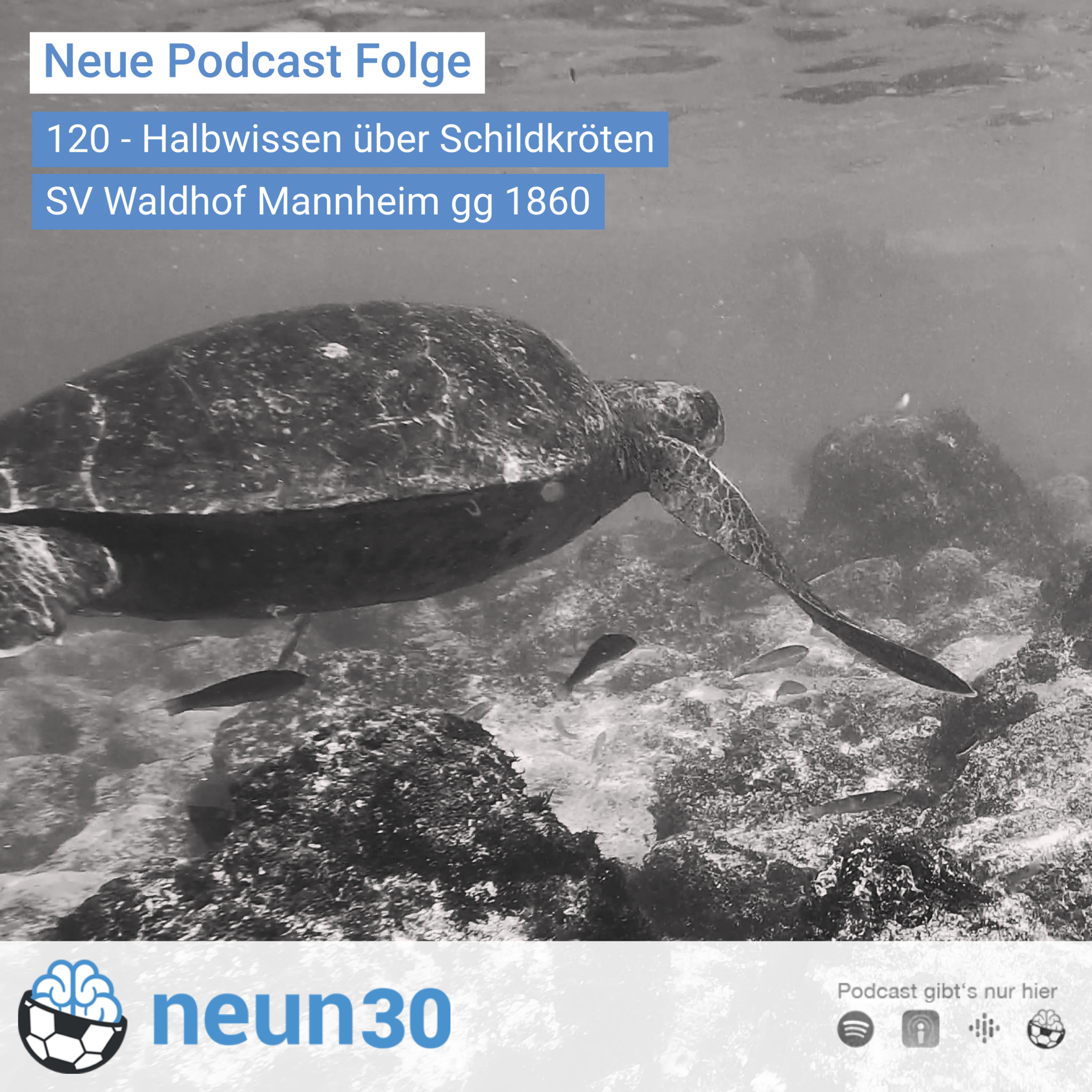 Halbwissen über Schildkröten