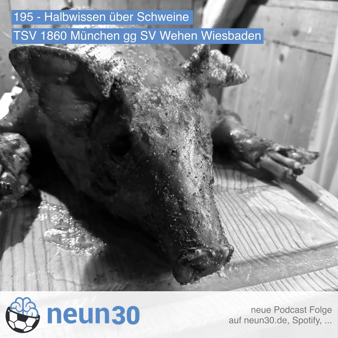 Halbwissen über Schweine